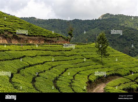 Beautiful view of tea gardens on the way to Top Station, Munnar, Kerala ...