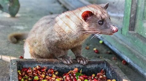 3 Reasons Why You Shouldn't Drink Luwak Coffee | Intrepid Travel Blog