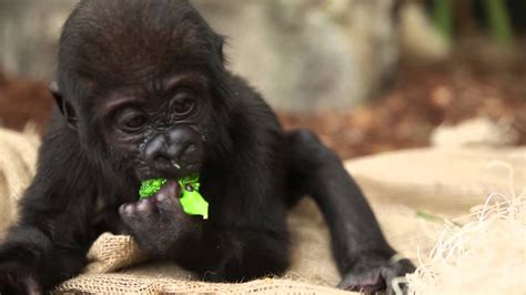 Baby Gorilla Nayembi gedeihen in 2020 | Tierpfleger, Gedeihen, Affen