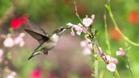 7 Hummingbird Cams You Can Live Stream Today