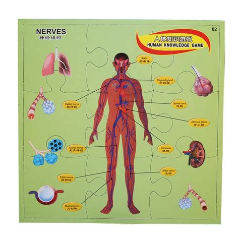 Human Anatomy Intelligent Game Puzzle Kids Toys Children Gifts Plastic Development 3D Flat Body ...