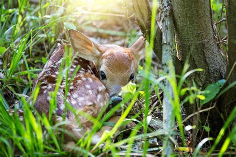 How to spot the signs of spring in Ohio and Pennsylvania - Farm and Dairy