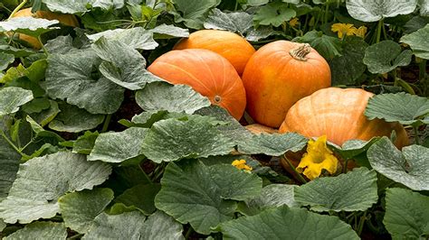 How To Plant Pumpkin Seeds and Grow Pumpkins