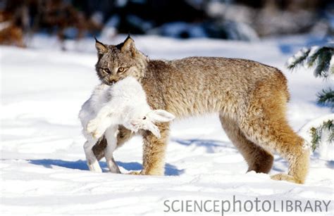 Niche - ENDANGERED: The Canadian Lynx