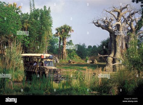 Disney World Animal Kingdom safari truck baobob trees Stock Photo: 6256180 - Alamy