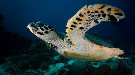 19 facts about Hawksbill sea turtle | FactInformer