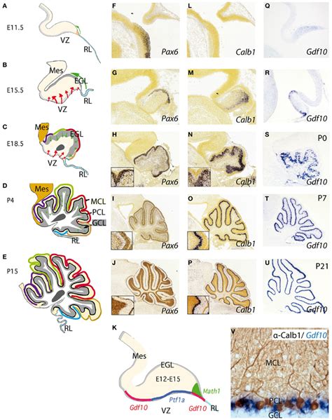 Frontiers | Cellular and molecular basis of cerebellar development