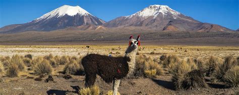 La cordigliera delle Ande. - Bolivia