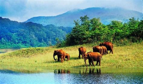 Tamil Nadu Wildlife Conservation - V