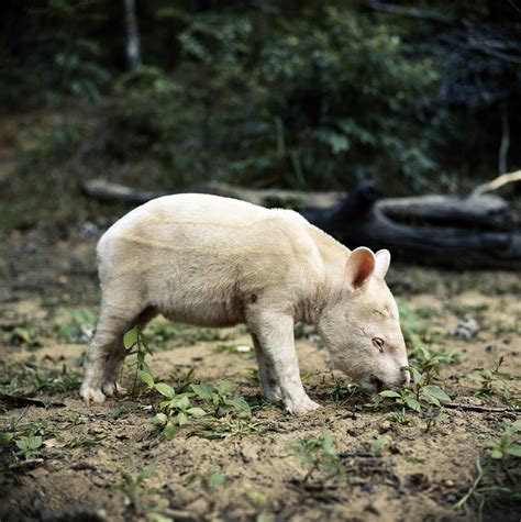 Albino Tapir Photograph by Jan Lindblad - Fine Art America