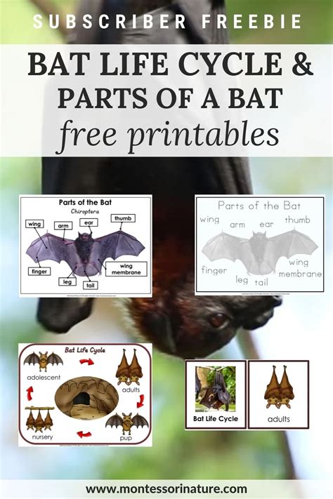 Bat Life cycle and Parts of a Bat - Free Printable in 2022 | Life cycles, Bat lessons, Early ...