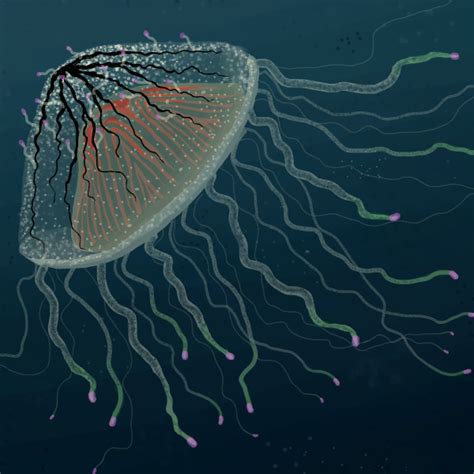 Flower Hat Jellyfish » drawings » SketchPort