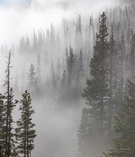 Photos Colorado Rocky Mountain National Park Pine Forest in Mist & Fog