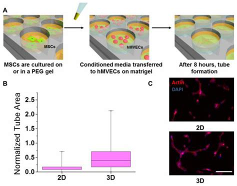 In-vitro angiogenesis assay of MSC-conditioned media (A) Schematic ...