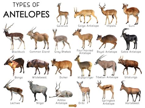 Antelope Facts, Types, Lifespan, Classification, Habitat, Pictures ...