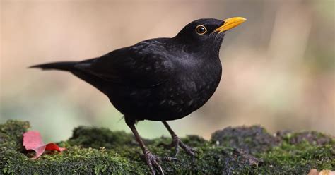 Blackbird Nesting: A Complete Guide | Birdfact