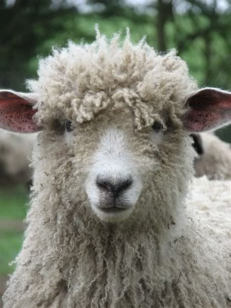 Lincoln Longwool Lambs - The Accidental Smallholder | Sheep breeds, Cute little animals, Cute ...