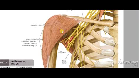 Axillary Nerve