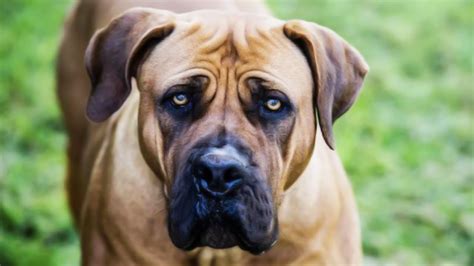 South African Lion Fighting Dog - Boerboel - YouTube