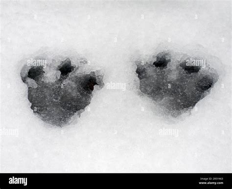 Mountain hare, footprints, footprints, Gaspesie National Park, Snowshoe hare (Lepus americanus ...