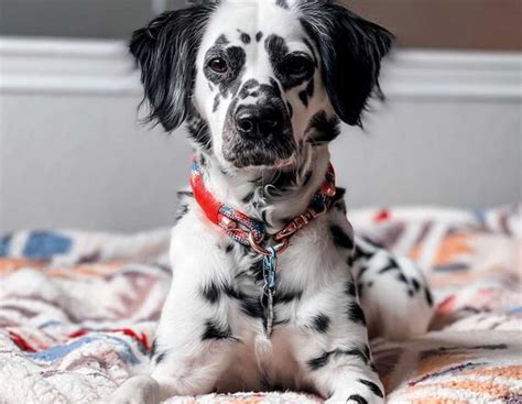 Grooming 101 for Long Haired Dalmatians: How to Maintain their Gorgeous ...