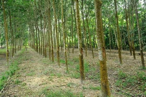 15 Acres forestry farm Plantation of Teak and Gmelina for sale (12 ...