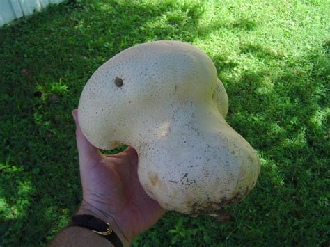 Calvatia cyathiformis at Indiana Mushrooms