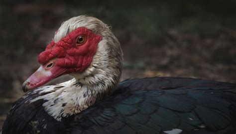 How to Care for a Sick Duck - The Happy Chicken Coop