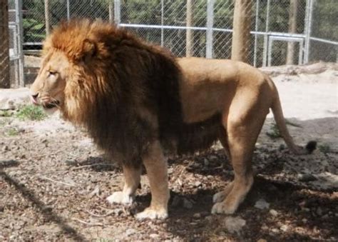 Barbary Lion Size Comparison