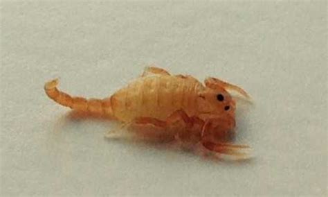 How to IDENTIFY A Bark Scorpion | Responsible Pest Control Phoenix AZ — Responsible Pest Control ...