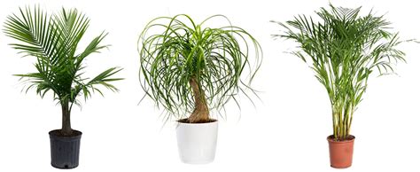 Which Indoor Palm Varieties Should You Buy? - EmbraceGardening