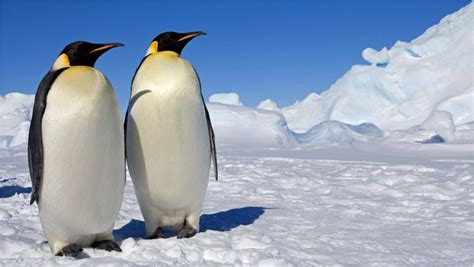 Emperor Penguin - Facts, Pictures, Habitat, Diet, Characteristics ...