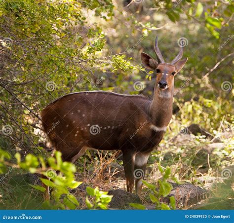 Bushbuck Hiding From Predators On Savanna Stock Photo | CartoonDealer.com #21628266