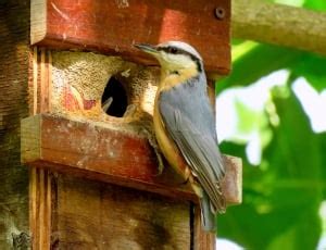 Bird Watching, Birds, Food, Bird Feeding, bird, one animal free image | Peakpx