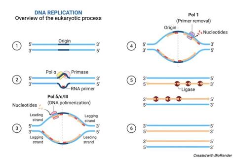 DNA Replication: Definition, Stages, and Mechanism