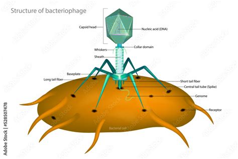 Bacteriophage and Bacterial cell. Structure of a typical virus phage. Capsid head Stock Vector ...