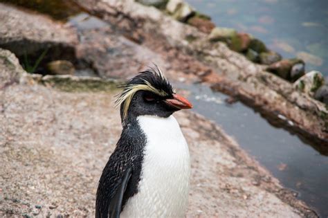 Northern Rockhopper Penguin: Is This Animal Endangered?