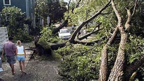 Hurricane Juan caused some long-term damage to Halifax trees | CBC News