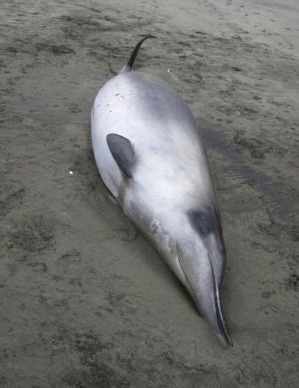 World's rarest whales washed up on New Zealand beach | Earth | EarthSky