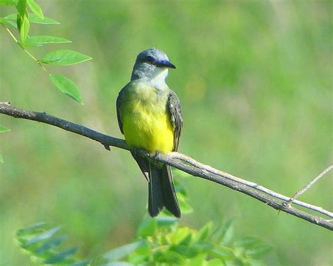 Pitirre chicharrero [Tropical Kingbird] (Tyrannus melancholicus satrapa) - a photo on Flickriver