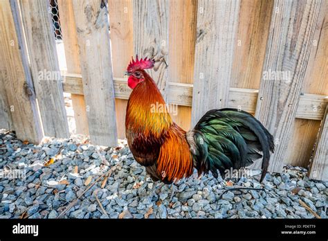 Key West Rooster Stock Photo - Alamy