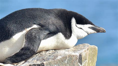 Antarctica's chinstrap penguins get four seconds of shut-eye 10,000 ...