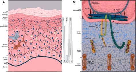 Frontiers | Genetics and Omics Analysis of Autoimmune Skin Blistering ...