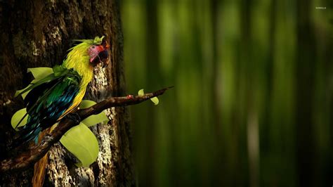 Parrot on a branch wallpaper - Digital Art wallpapers - #27445