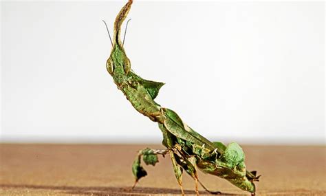 Fascinating facts about the ghost mantis | South Coast Sun