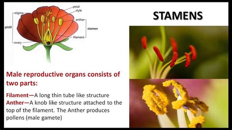 Flower Structure And Function Ppt | Best Flower Site