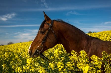 * Horse on field * - Horses & Animals Background Wallpapers on Desktop Nexus (Image 1794377)