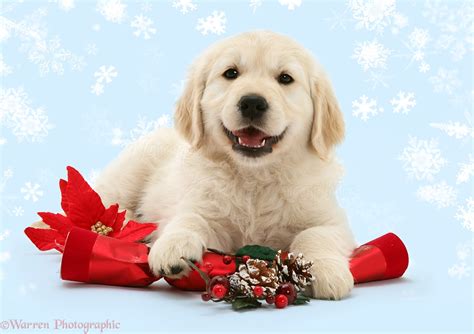 Golden Retriever Puppies Christmas Wallpaper