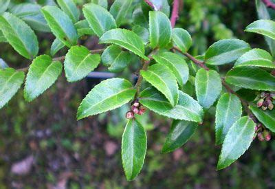 Five Pacific Northwest Native Shrubs to Plant in Your Garden | Shrubs ...