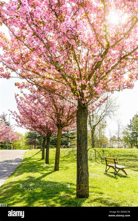 Row of cherry blossom trees hi-res stock photography and images - Alamy